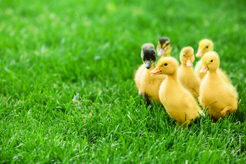 Cute ducklings on green grass