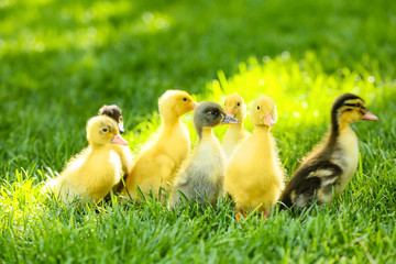 Cute ducklings on green grass