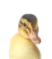 Cute duckling on white background