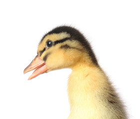 Cute duckling on white background