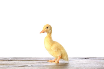 Cute duckling on table against white background