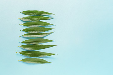 Green osier leaves on color background