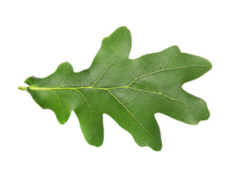 Green oak leaf on white background