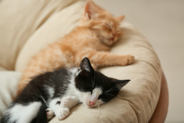 Sleeping cute kittens in armchair at home