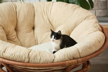 Cute funny kitten in armchair at home
