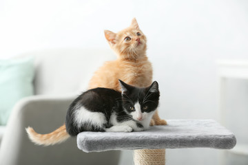 Cute funny kittens at home © Pixel-Shot