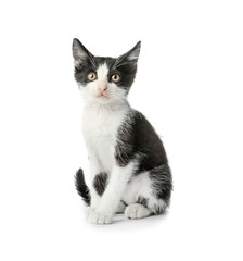 Cute funny kitten on white background