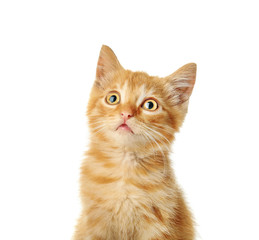 Cute funny kitten on white background © Pixel-Shot