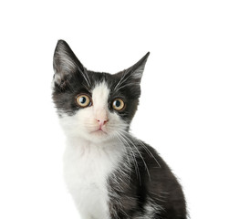 Cute funny kitten on white background
