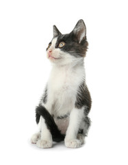 Cute funny kitten on white background