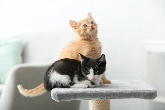 Cute funny kittens at home