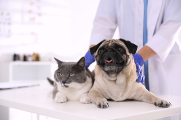 Veterinarian examining cute pug dog and cat in clinic, closeup. Vaccination day