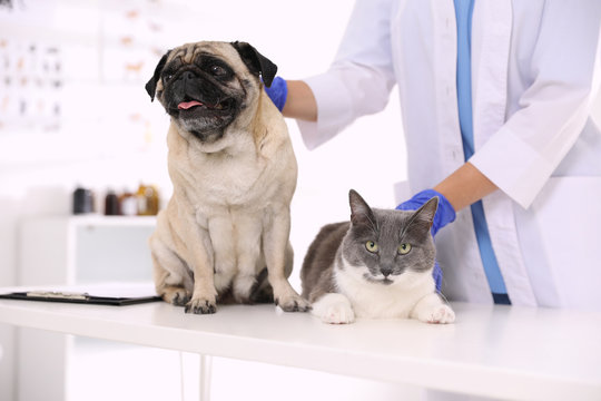 Veterinarian examining cute pug dog and cat in clinic, closeup. Vaccination day