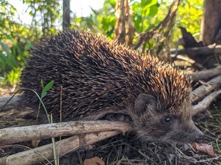 hedgehog came to my garden