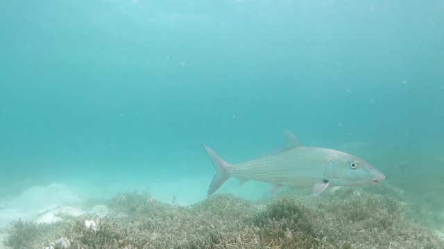Bonefish inside shallow blue water with talassa meadow in Los Roques Venezuela. Albula vulpes. Fishing