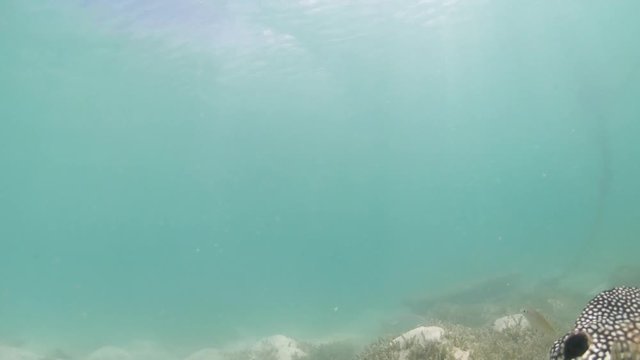Bonefish, albula vulpes and trachinotus goodei eating frenzy in front of camera in shallow water with talassa meadow. Video taken Los Roques Venezuela