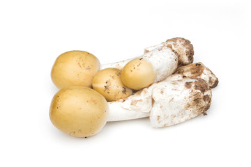 Amanita vaginata, Amanita hemibapha isolated on white background.