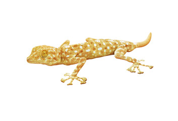 Naklejka premium Gecko lizard isolated on white background