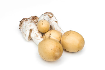 Amanita vaginata, Amanita hemibapha isolated on white background.