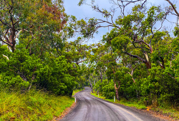 Fototapeta na wymiar Road with trees in Australia