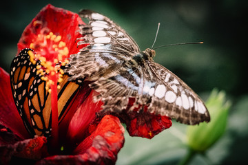 Tropischer Schwalbenschwanz auf roter Hibiskus-Blüte sitzend  - Close Up © Michael