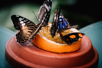 Brauner Segelfalter (Parthenos sylvia) und andere tropische Schmetterlinge an einer Futterstelle im...