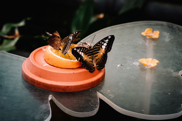 Brauner Segelfalter (Parthenos sylvia) an einer Futterstelle im Schmetterlingshaus
