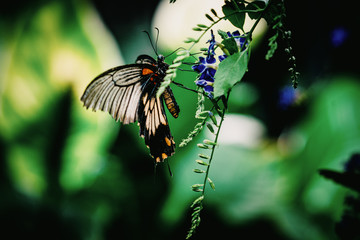 Tropischer Schwalbenschwanz (Papilio memnon) auf einer Lilafarbenen Blüte