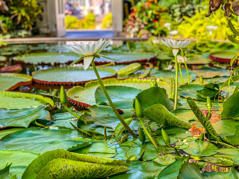 Water Lily Close Up 