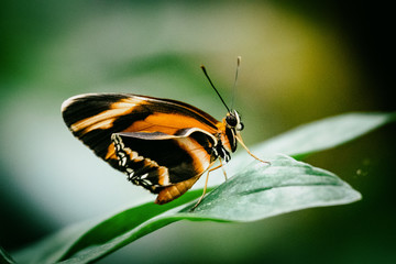 Frisch geschlüpfter und seine Flügel entfaltender tropischer Tagfalter (Orange Tiger, Dryadula phaetusa) auf einem Blatt sitzend in einem Schmetterlingshaus