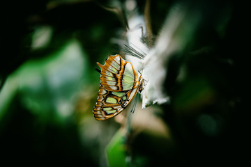 Frisch aus dem Kokon geschlüpfter Malachitfalter (Siproeta stelenes) - Tropischer Schmetterling im Schmetterlingshaus 