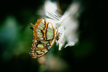 Frisch aus dem Kokon geschlüpfter Malachitfalter (Siproeta stelenes) - Tropischer Schmetterling im Schmetterlingshaus - Close Up - obrazy, fototapety, plakaty