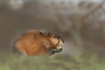 The muskrat (Ondatra zibethicus) in natural habitat. Wildlife scene from Czech. The muskrat sits on the ground and eats.