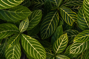 Naklejka na ściany i meble Leaves of a zebra plant, sanchezia species, natural background of green with yellow leaves, tropical garden plants