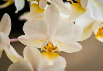 Obraz na płótnie Canvas White Orchids 