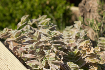 Vegetation in Greece. Plants, cacti. Rhodes island. Summer vacation. Euro-trip.