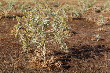 Eryngium campestre. General view of the field eryngo. Province of León, Spain.