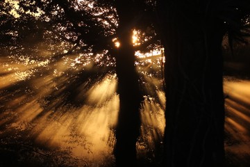 Contre jour forêt