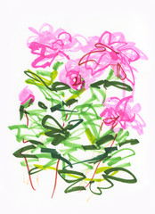 A sketch of blooming garden light pink peonies is drawn on a white background using colored markers