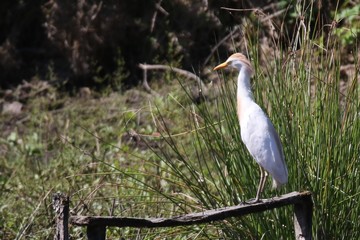 Heron garde boeuf