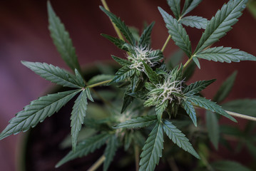 cannabis hemp bush in a greenhouse
