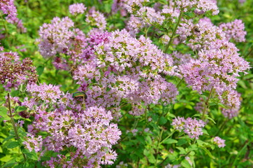 Obraz premium Oregano (Lat. Origanum vulgare) blooms in the summer garden