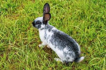 White gray rabbit on green grass