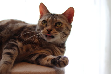 驚いた表情の猫のアメリカンショートヘア
American short hair with a surprised look.