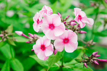Fototapeta na wymiar Romantic flowers bloom in heart shape. High quality photo