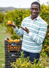 Portrait of cheerful afro male worker picking mandarins in box on farm