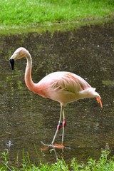 The Chilean flamingo (Phoenicopterus chilensis) in the water