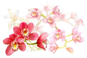 Fototapeta na wymiar bouquet of orchid flowers isolated on white