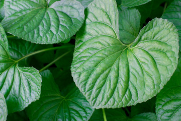 
large green leaves close-up for background and text