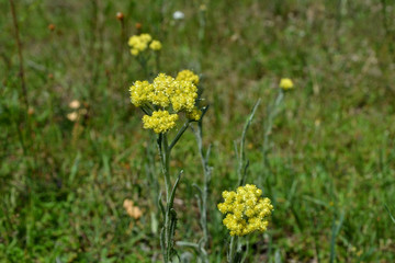 Obraz premium Yellow Achillea millefolium, commonly known as yarrow